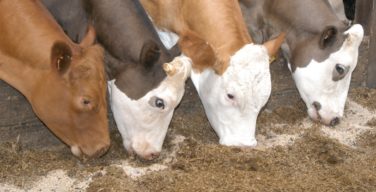 Opportunities in the animal feeds industry